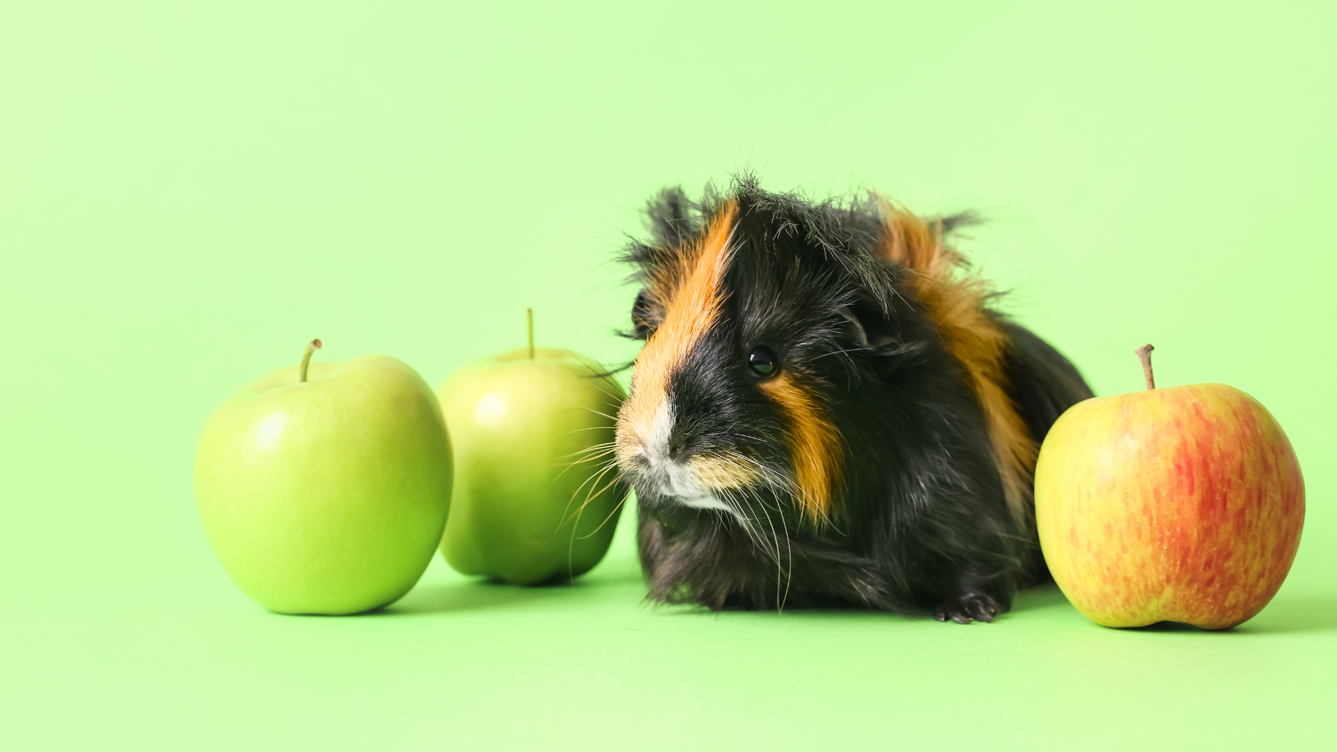 Apple Tree Can Guinea Pigs Eat Crab Apples Can Guinea Pigs Eat Apples? A Guide To Your Pet's Diet C And C Guinea Pig  Cages