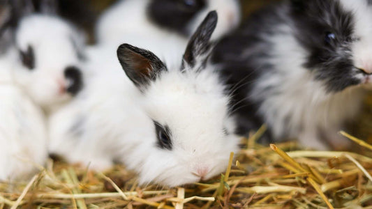 Black and white rabbits on top of golden straw.