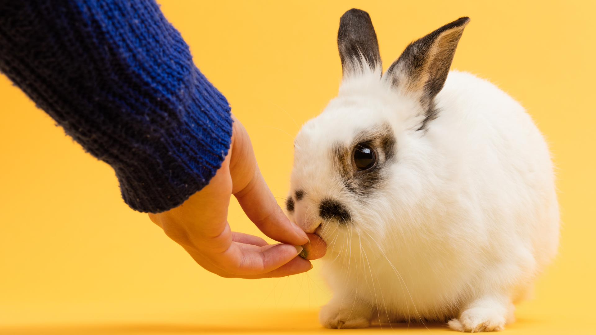 Can Rabbits Eat Banana Safely? Sweet Treat or Risky Snack? – HayDay HQ