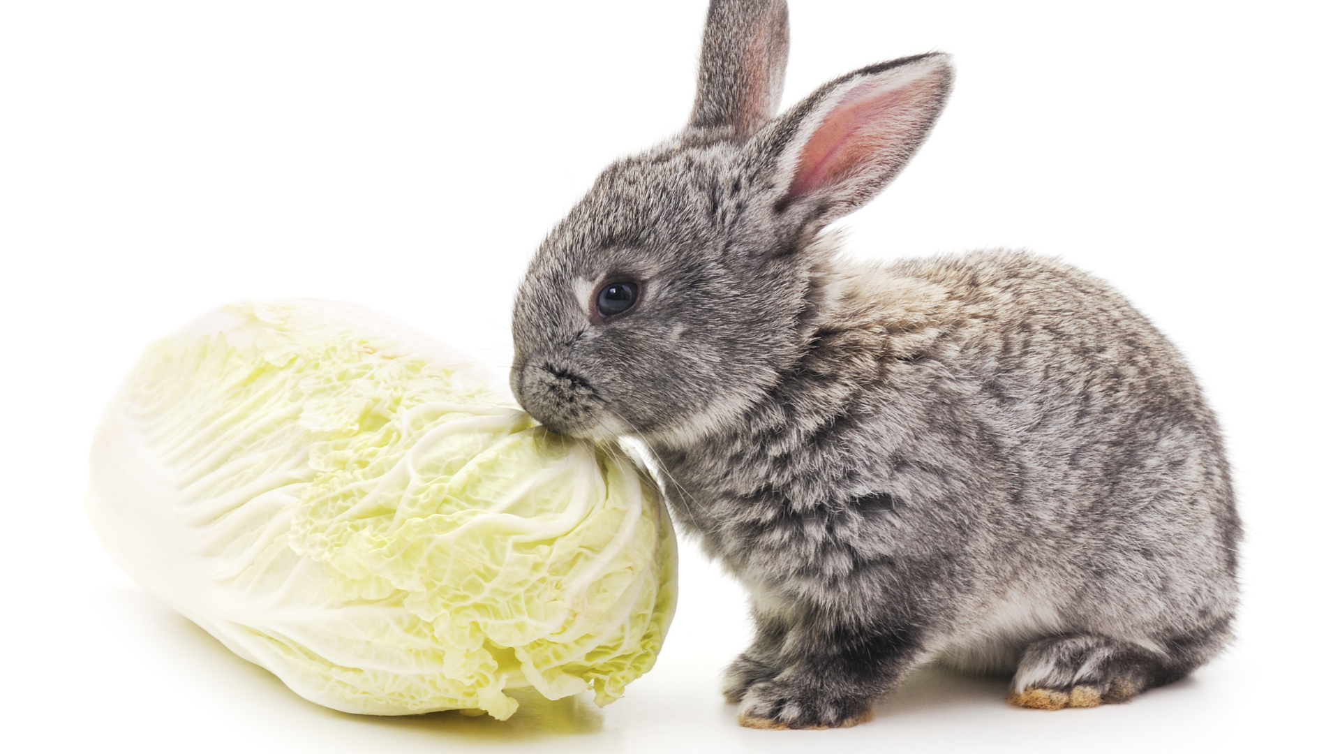 Can Rabbits Eat Cabbage? Do&rsquo;s &amp; Don&rsquo;ts for a Healthy Bunny Diet 