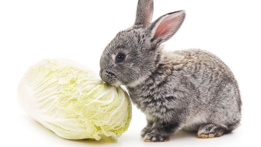 Can Rabbits Eat Cabbage?