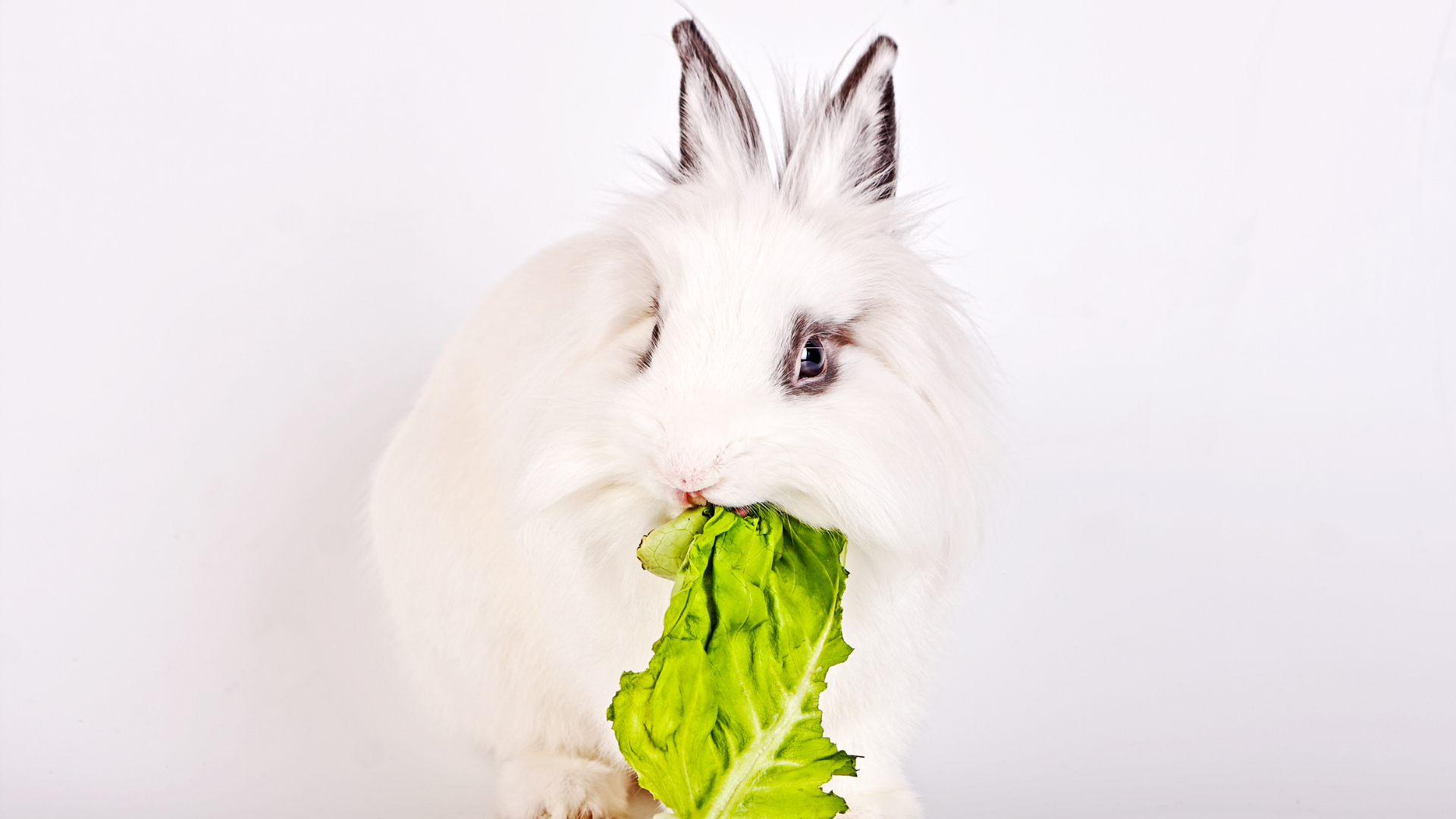 Can Rabbits Eat Lettuce A Fresh Look at Safe Greens for Your Bunny HayDay HQ