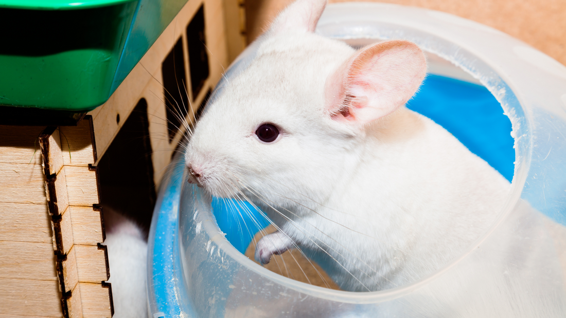 Chinchilla Dust Bath | HayDay HQ
