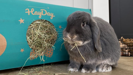 Rabbit eating Moreish Meadow hay.