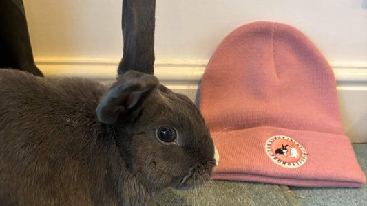 Don't Gift Rabbits and Here's Why