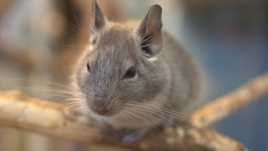 What Do Chinchillas Eat? Foods for a Healthy Chinchilla Diet