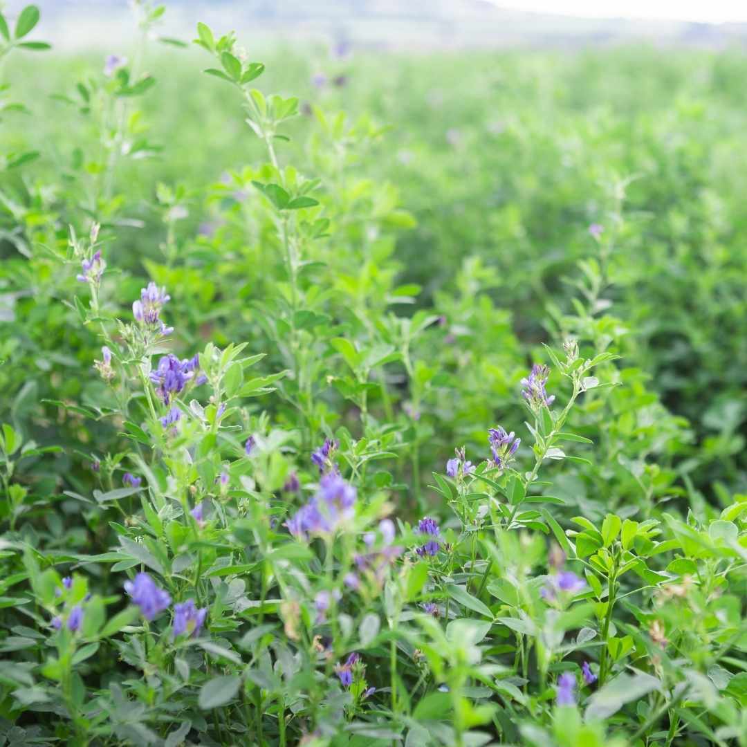 An image showing Alfalfa Hay growing in the Yorkshire countryside.