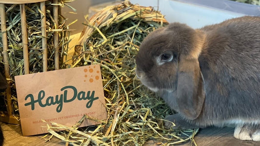 Rabbit foraging hay. Hay is stuffed in a hay roller for enrichment.