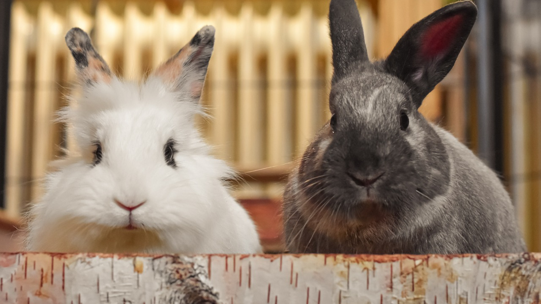 What is GI Stasis in Rabbits? Symptoms, Causes, & Treatment