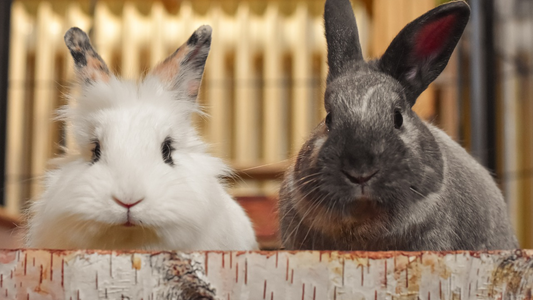 What is GI Stasis in Rabbits? Symptoms, Causes, & Treatment