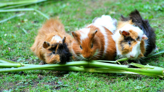 Can Guinea Pigs Eat Celery? | HayDay HQ