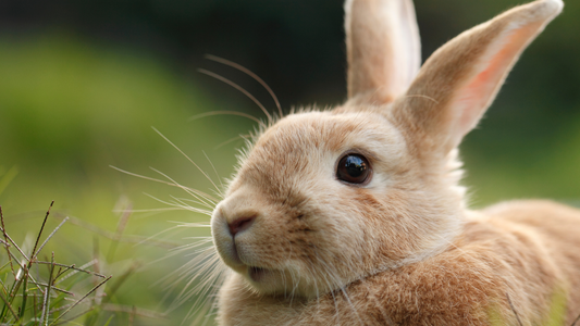 Rabbits