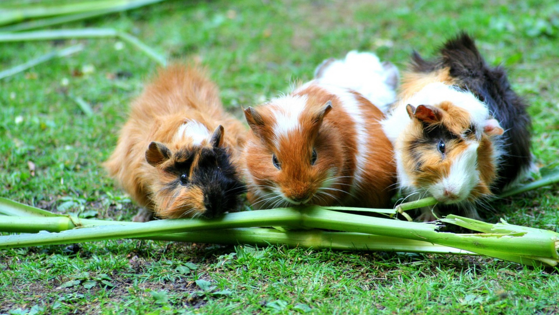 Can Guinea Pigs Eat Celery? | HayDay HQ