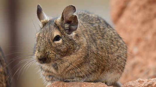 What Do Chinchillas Eat? | HayDay HQ