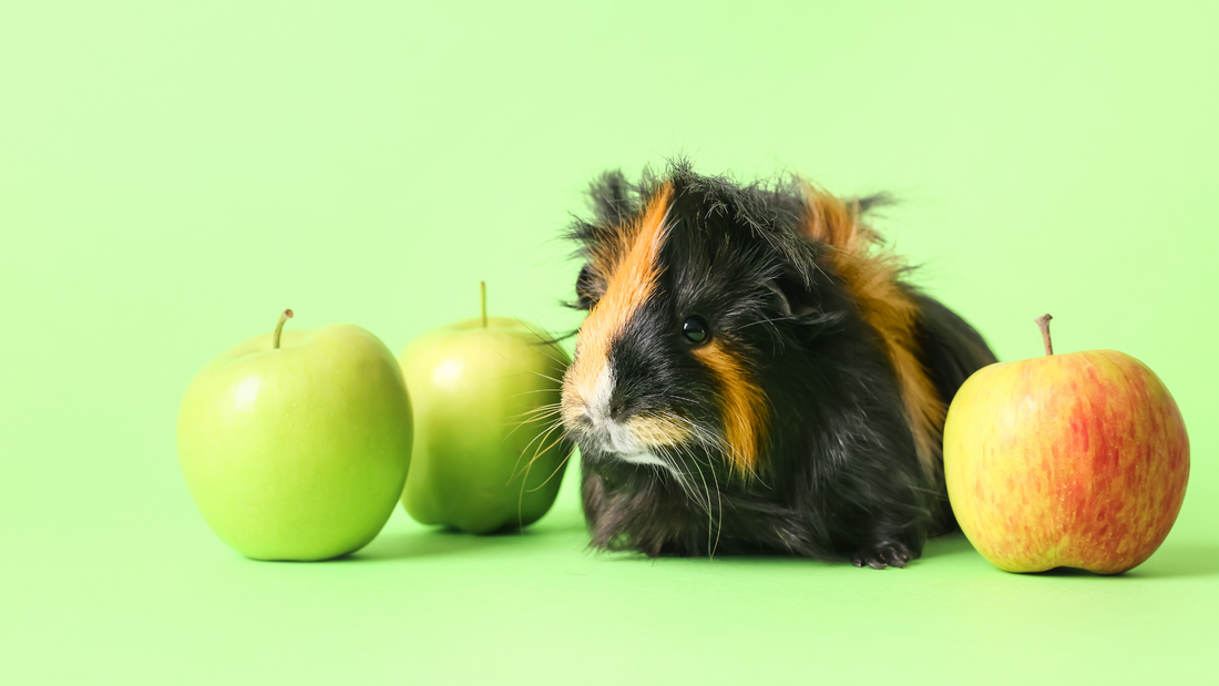 Guinea pigs eat apples hotsell