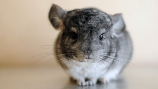 How Long Do Chinchilla's Live?