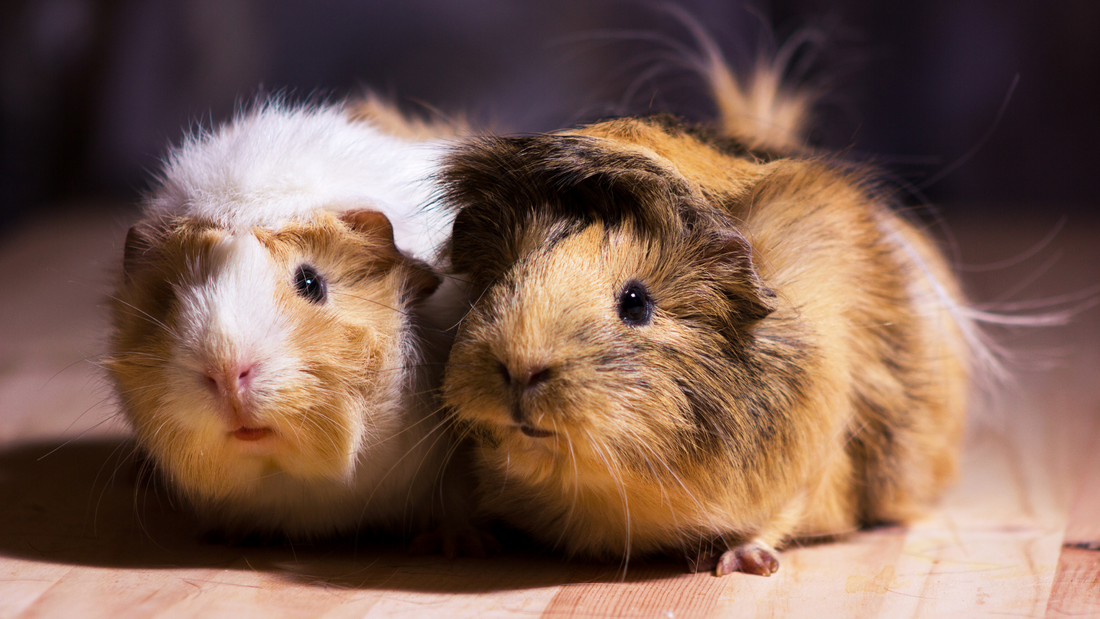 Do Guinea Pigs Hibernate? Sleep Patterns & More