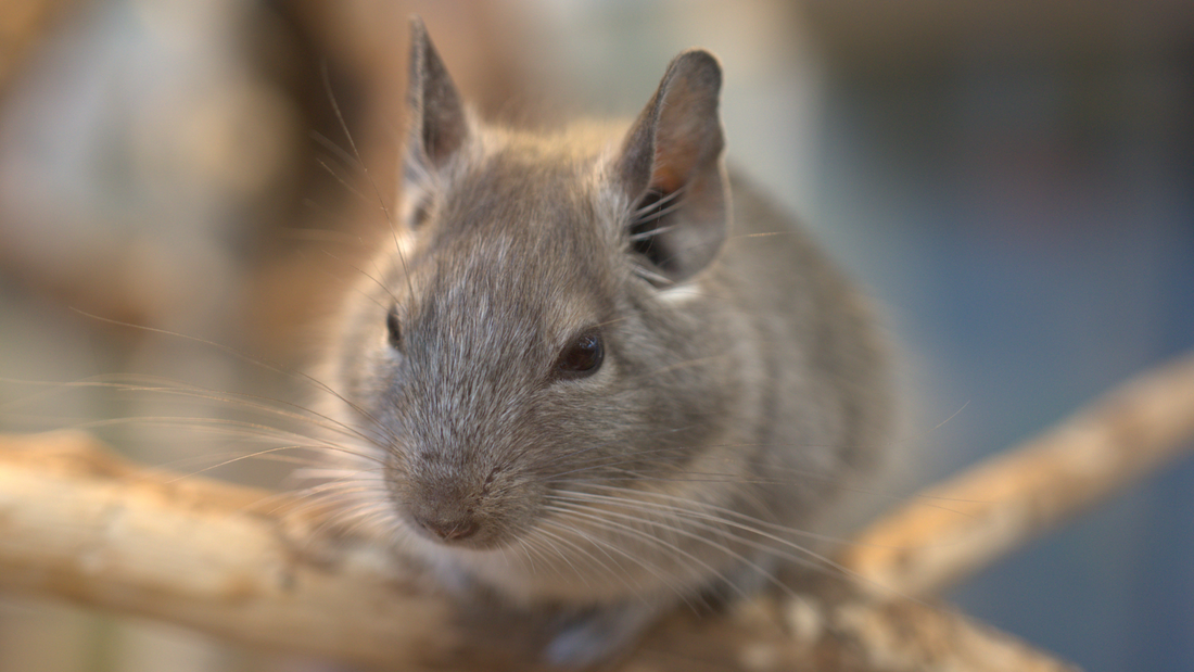 What Do Chinchillas Eat Foods for a Healthy Chinchilla Diet HayDay HQ