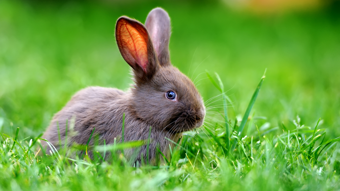 The essentials for a healthy bunny diet.