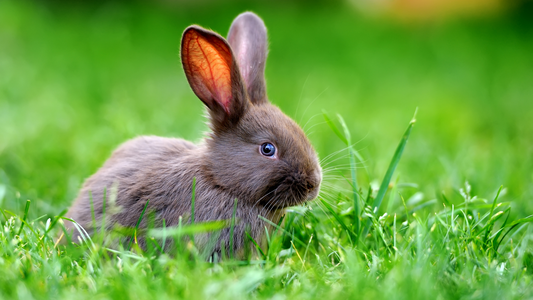 The essentials for a healthy bunny diet.