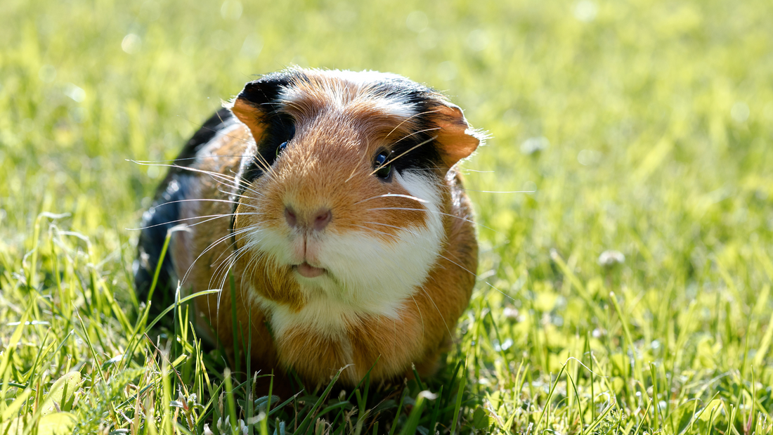 Why owners ask "can guinea pigs eat bunny food"?