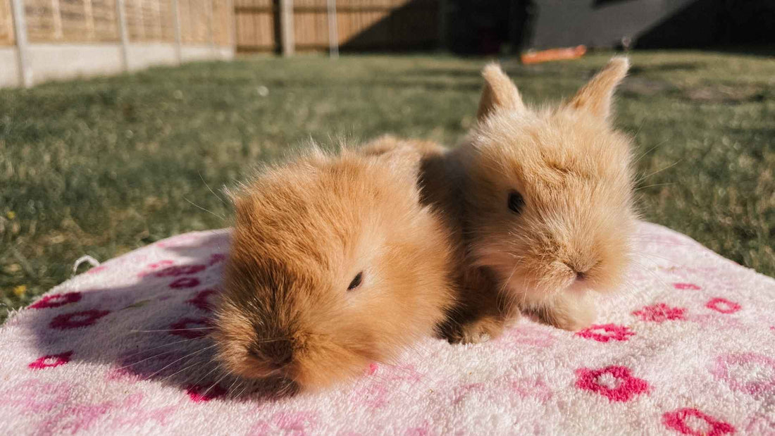 Two rabbits sat together, outside on the grass, on-top of a pink flowery blanket.