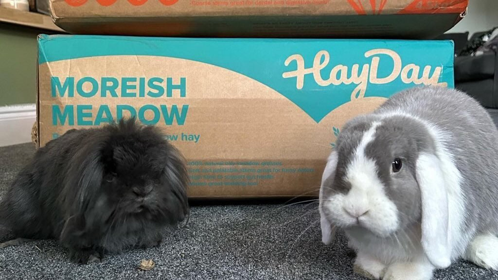 Two rabbits in front of HayDay boxes.
