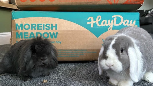 Two rabbits in front of HayDay boxes.