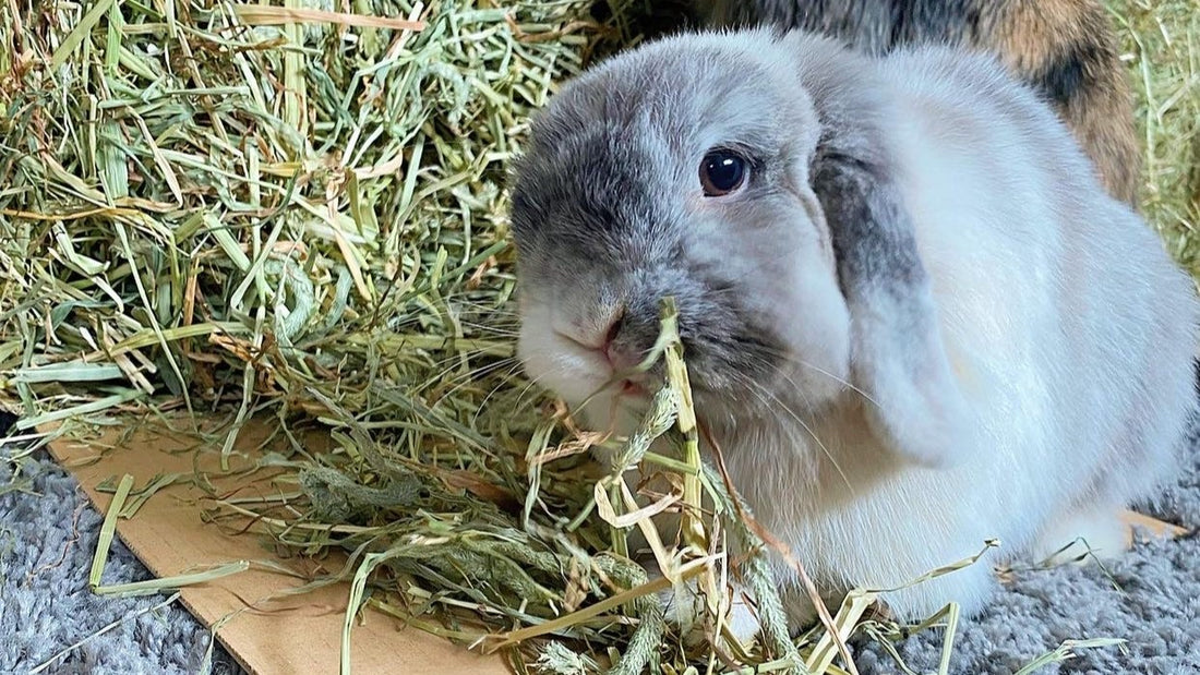 Rabbit eating Tasty Timothy hay