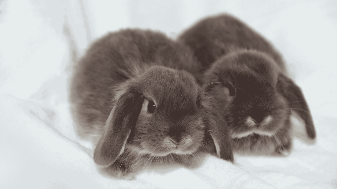 Two grey-coloured rabbits laid down together on a white sheet.