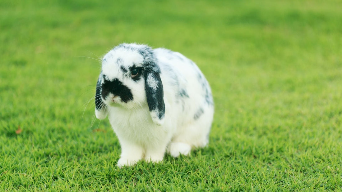 Black and white spotted minilop rabbit, sat on a patch of green grass.