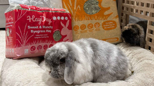 Can Rabbits Eat Cucumber? Feeding Guide & Top Tips