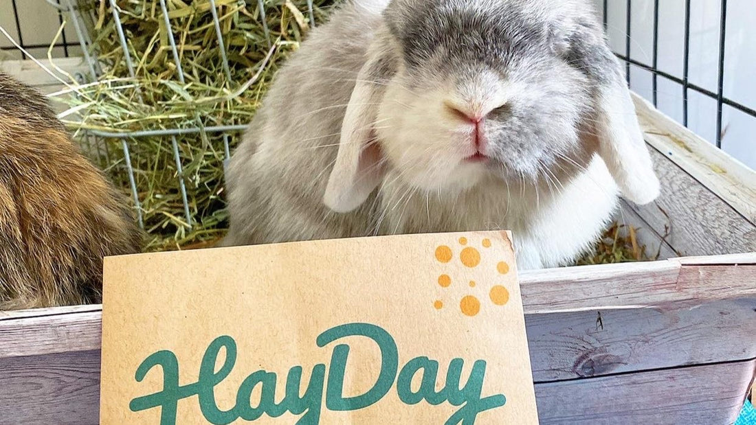 Rabbit in a foraging box with a HayDay card in front.