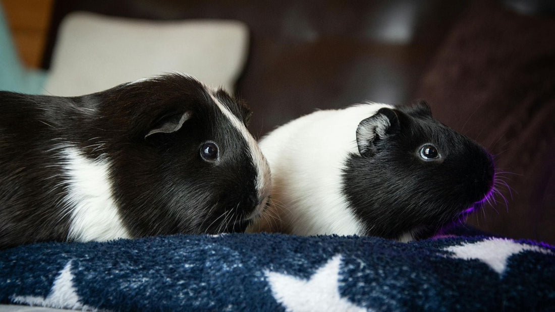 Two black and white coloured guinea pigs laid together on a blue blanket, with white stars.