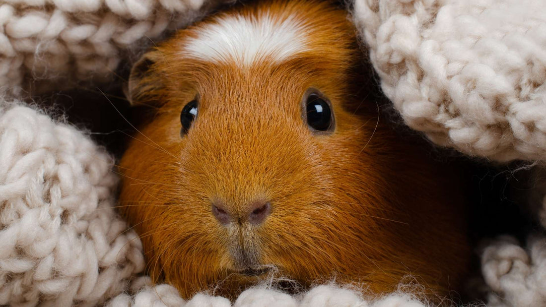 A chesnut guinea pig with a small white patch in the middle of the foreheard. The guinea pig is snuggled in a cream, knitted blanket.