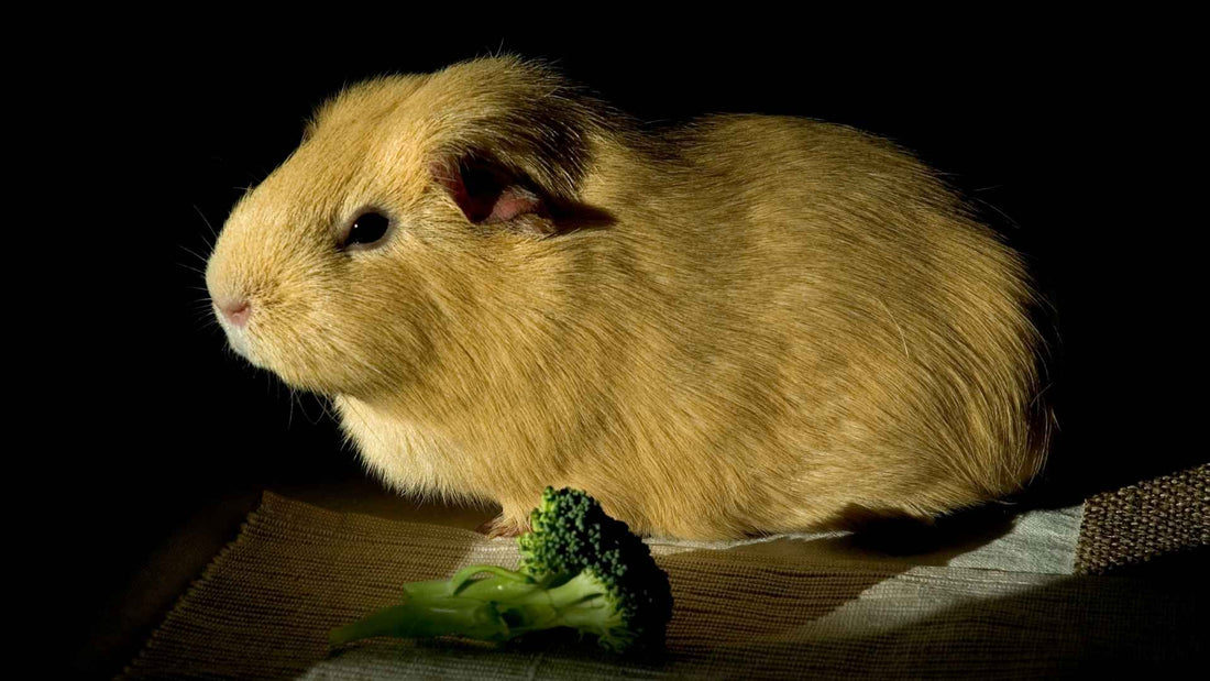 A chesnut coloured guinea pig sat in the shade, with a sun reflection. There's a green flouret of broccoli placed in front of the guinea pig.