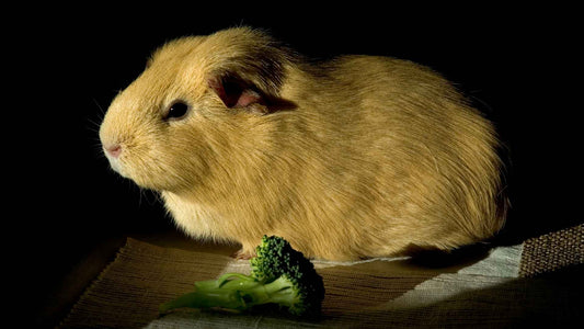 A chesnut coloured guinea pig sat in the shade, with a sun reflection. There's a green flouret of broccoli placed in front of the guinea pig.