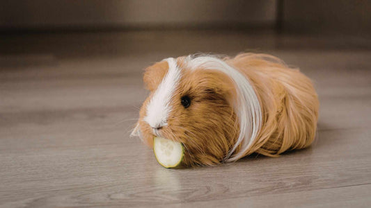 An auburn and blonde guinea pig, sat with one piece of green cucumber in their mouth.