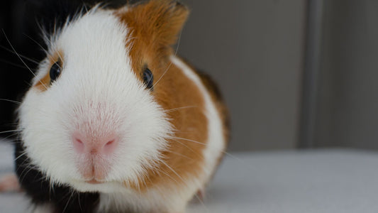 Can Guinea Pigs Eat Grapes? Feeding Guide & Tips