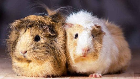 Two guinea pigs sat closely, looking towards the camera.