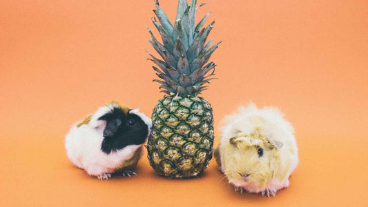 Two guinea pigs (L: multi-coloured, R: blonde coloured), sat with a whole pineapple sat in between them both.