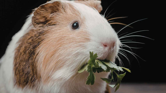 A brown, cream and white coloured guinea pig with green, leafy rocket inside the mouth.