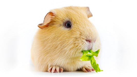 A chesnut guinea pig on a white background, with green spinach in it's mouth.