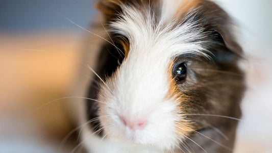 Can Guinea Pigs Eat Tomatoes? Safe Feeding Guide