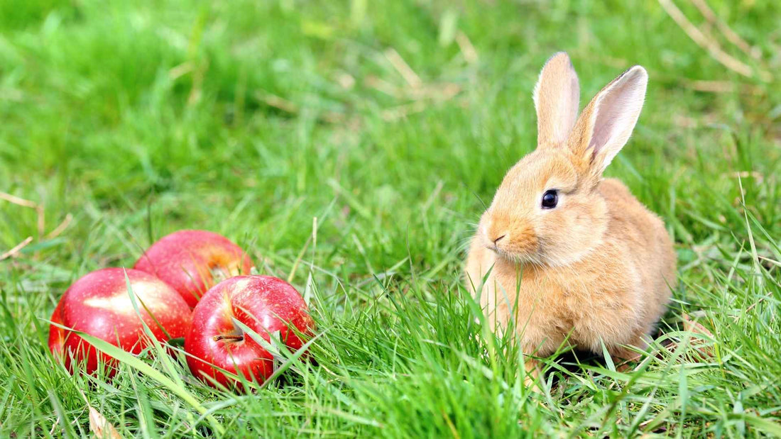 A rabbit sat alongside a pile of three apples, on a green patch of grass.