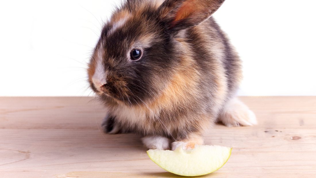 Can Rabbits Eat Apples? | HayDay HQ