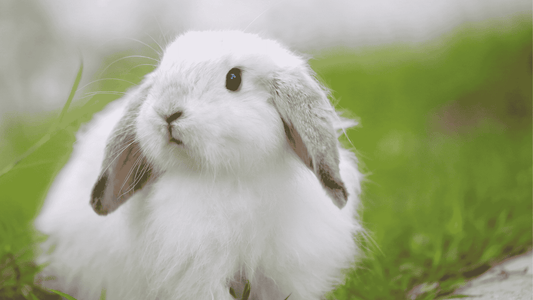 A white rabbit with long grey ears sat on a patch of green grass, looking away from the camera.
