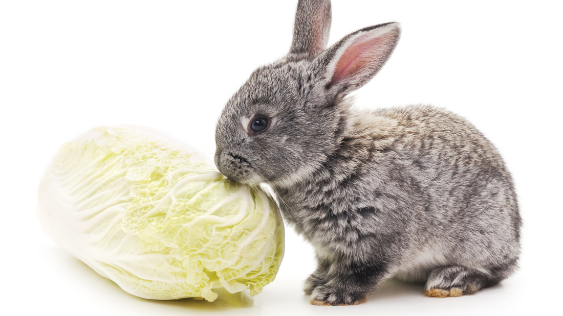 Can Rabbits Eat Cabbage? Do&rsquo;s &amp; Don&rsquo;ts for a Healthy Bunny Diet 