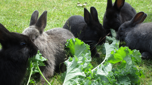 Can Rabbits Eat Kale? | HayDay HQ