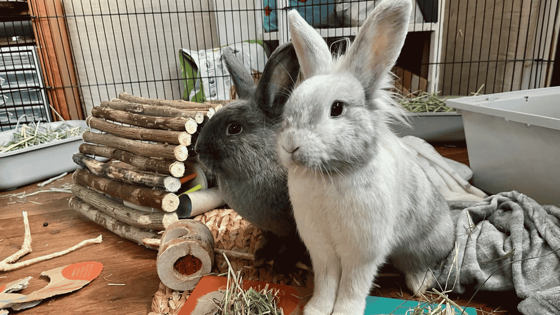 Two rabbits inside their enclosure. One rabbit is grey-coloured (positioned left) and a white & light grey rabbit (positioned white).